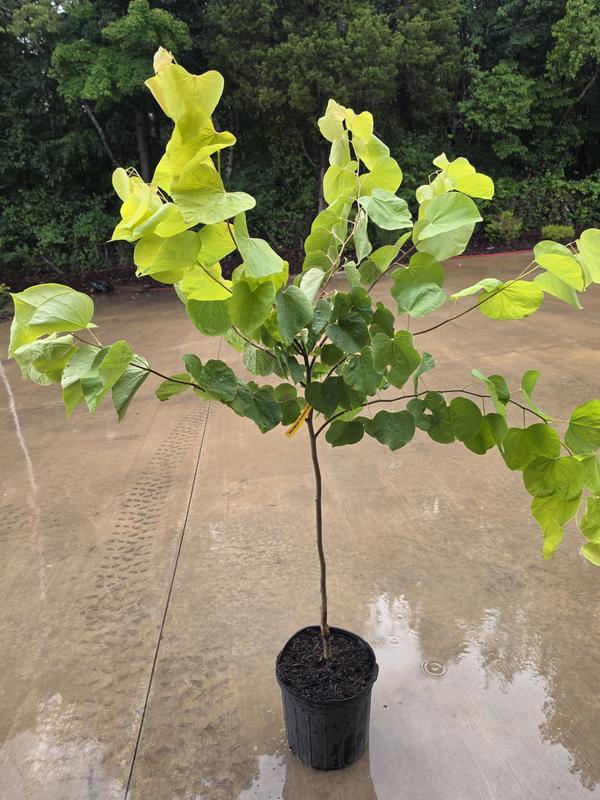 Cercis Canadensis 'hearts Of Gold' Single Stem - View 27 from www redcrocus com