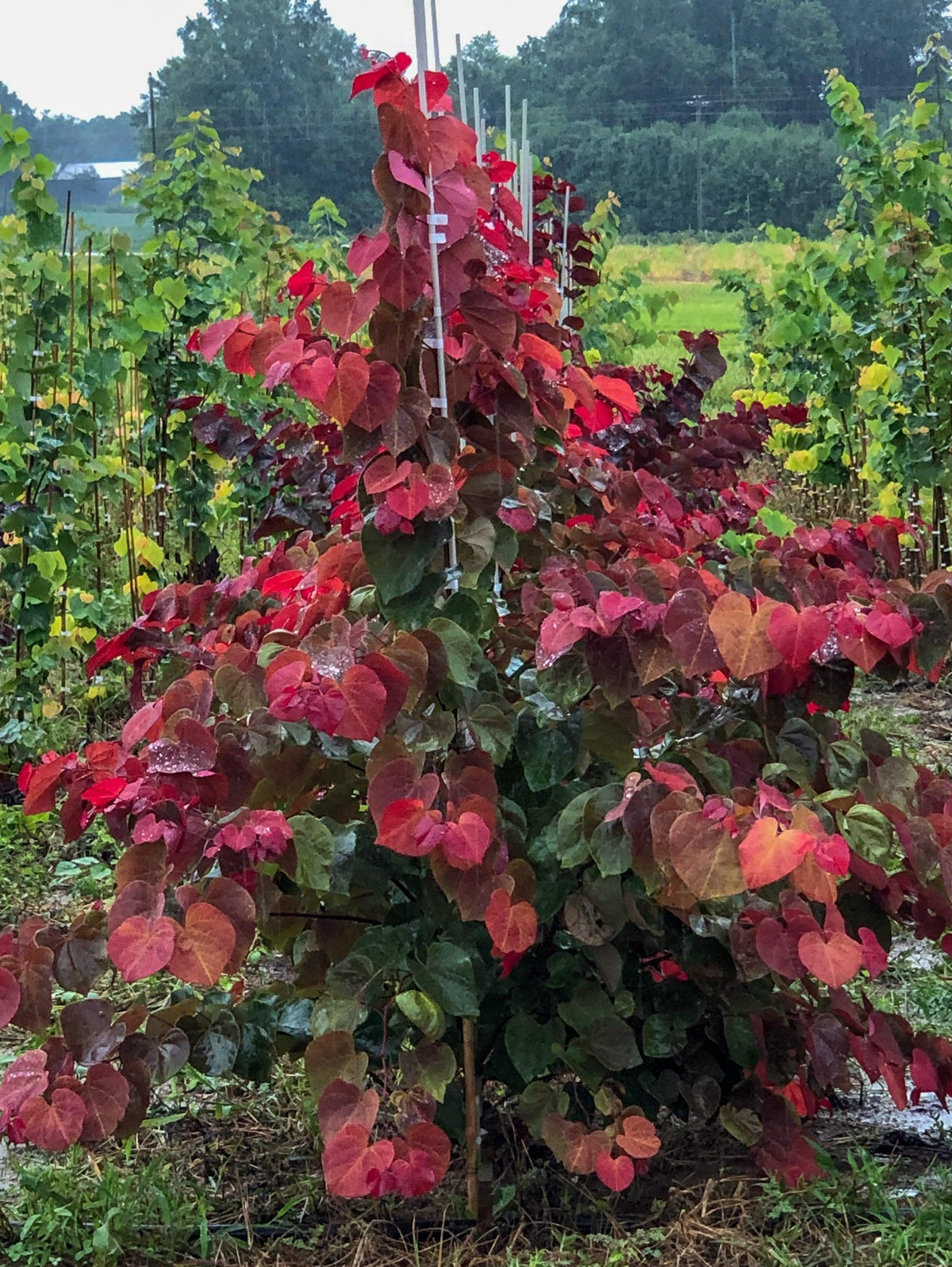 Cercis Canadensis 'hearts Of Gold' Single Stem - View 3 from www redcrocus com