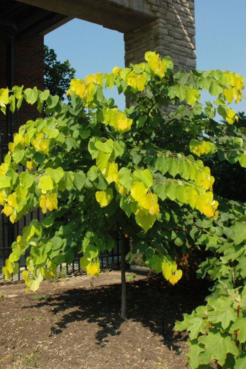 Cercis Canadensis 'hearts Of Gold' Single Stem - View 4 from www redcrocus com