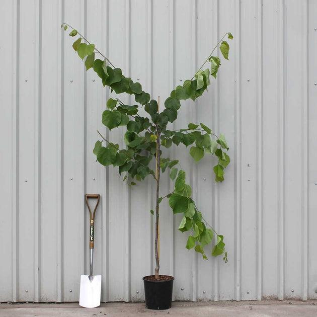 Cercis Canadensis 'hearts Of Gold' Single Stem - View 5 from www redcrocus com