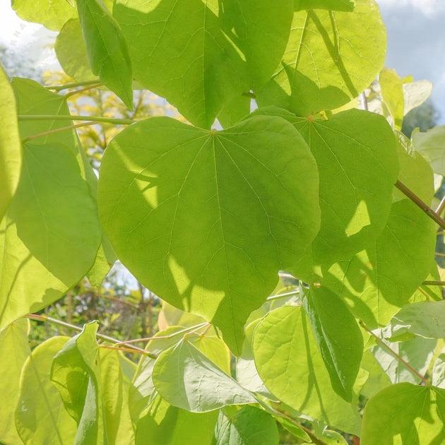 Cercis Canadensis 'hearts Of Gold' Single Stem - View 6 from www redcrocus com