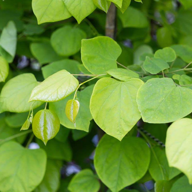 Cercis Canadensis 'hearts Of Gold' Single Stem - View 7 from www redcrocus com