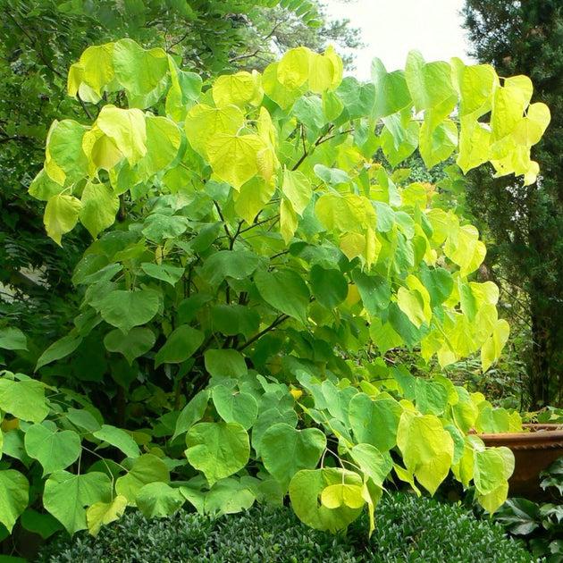 Cercis Canadensis 'hearts Of Gold' Single Stem - View 9 from www redcrocus com
