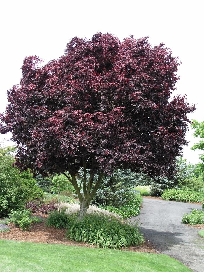 Prunus Cerasifera Thundercloud Single Stem - View 10 from www redcrocus com