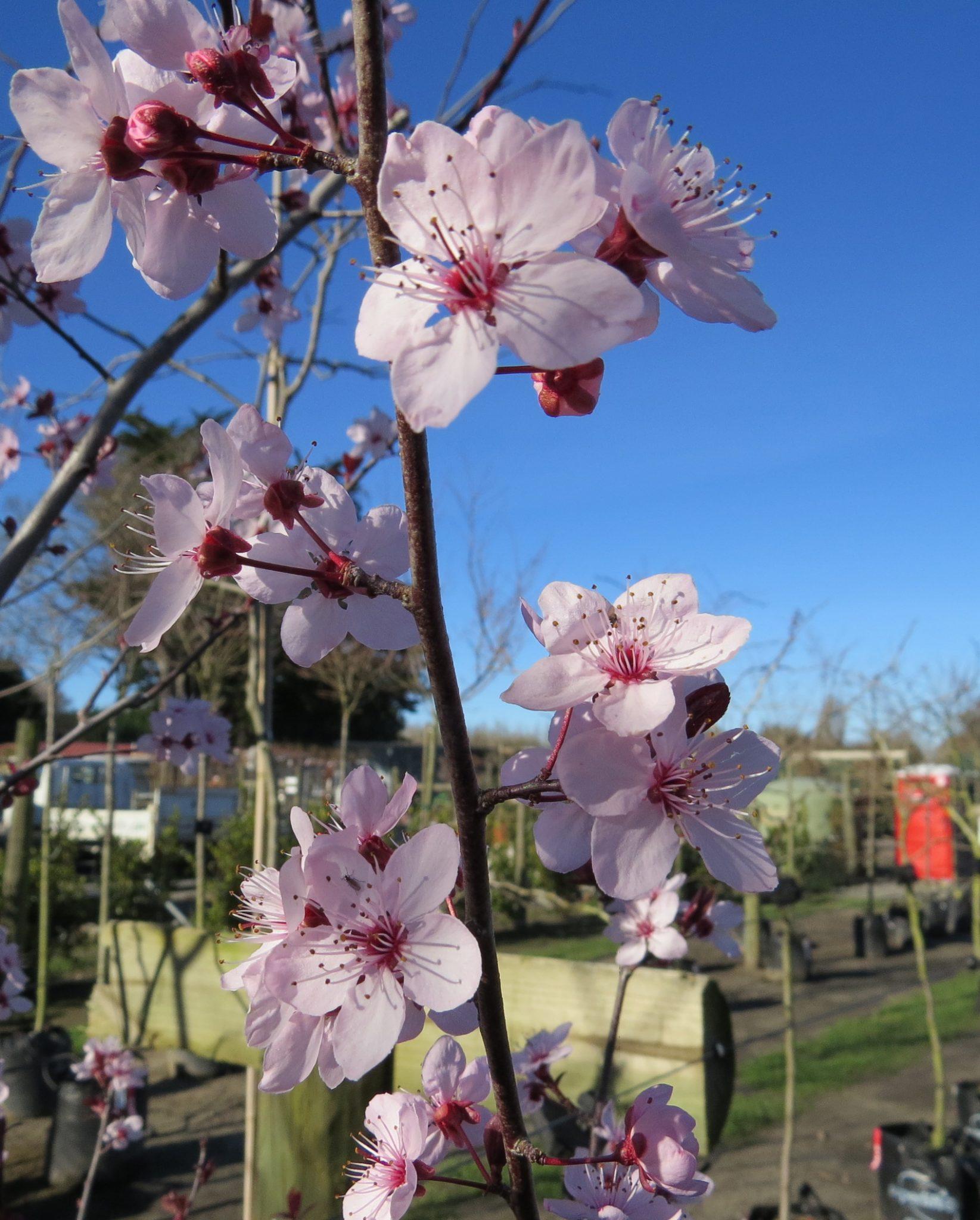 Prunus Cerasifera Thundercloud Single Stem - View 13 from www redcrocus com