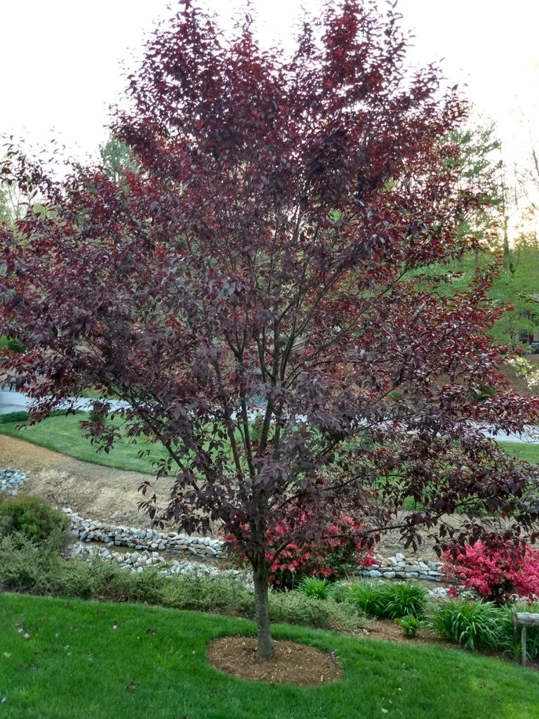 Prunus Cerasifera Thundercloud Single Stem - View 15 from www redcrocus com