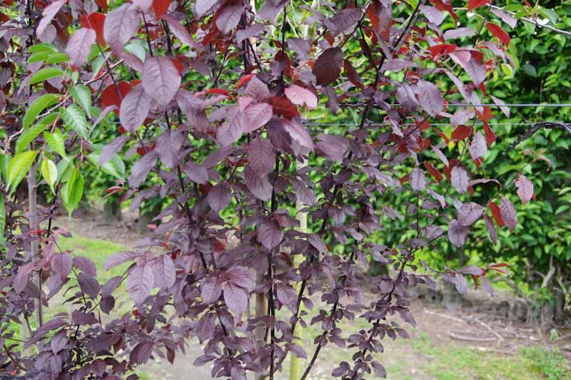 Prunus Cerasifera Thundercloud Single Stem - View 16 from www redcrocus com