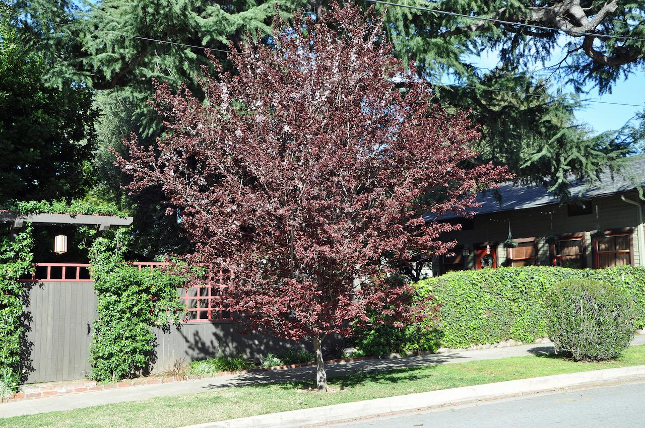 Prunus Cerasifera Thundercloud Single Stem - View 18 from www redcrocus com