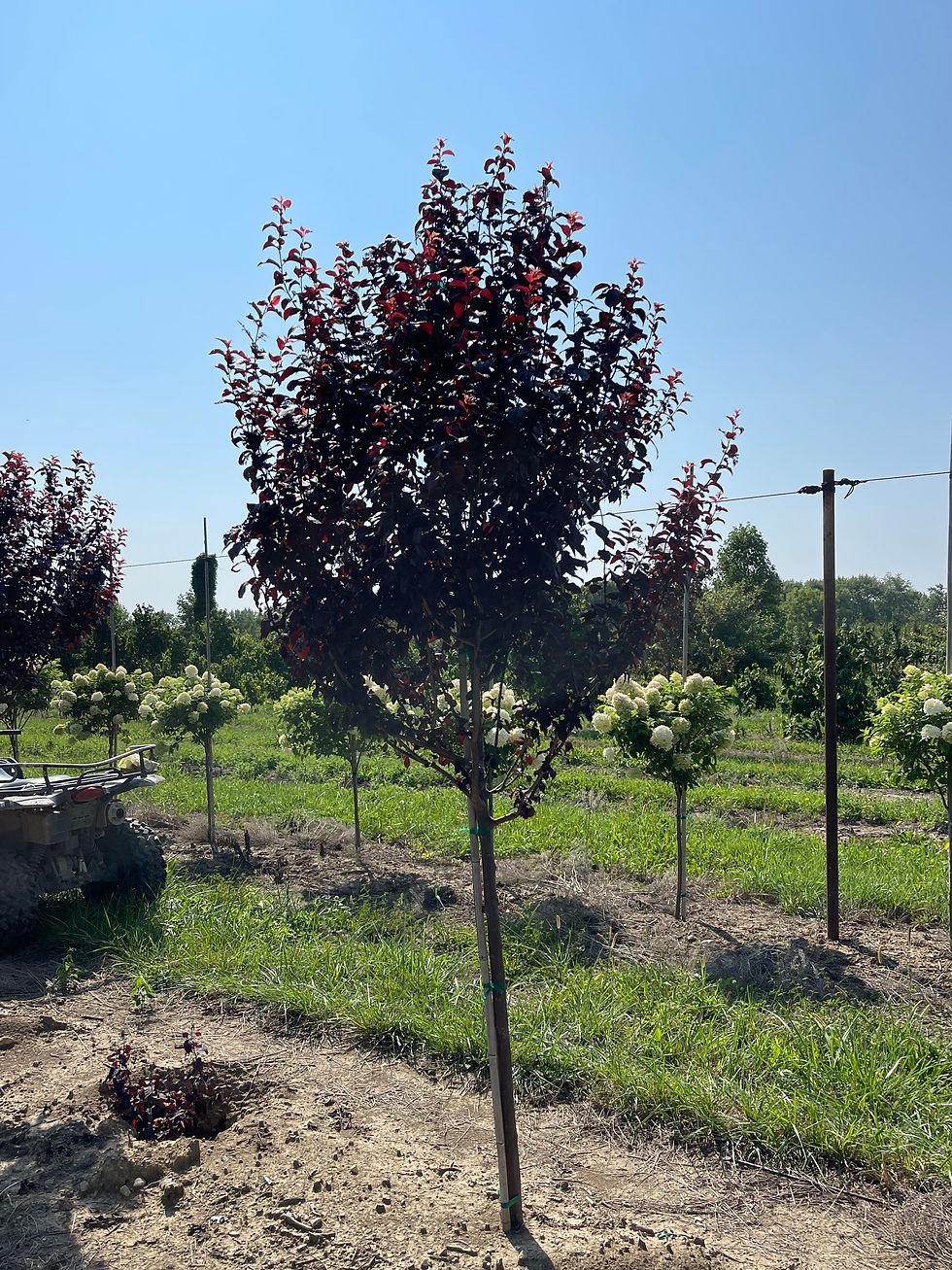 Prunus Cerasifera Thundercloud Single Stem - View 1 from www redcrocus com