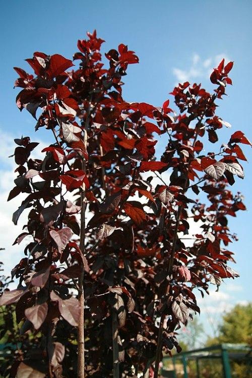 Prunus Cerasifera Thundercloud Single Stem - View 20 from www redcrocus com