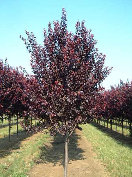 Prunus Cerasifera Thundercloud Single Stem - View 2 from www redcrocus com