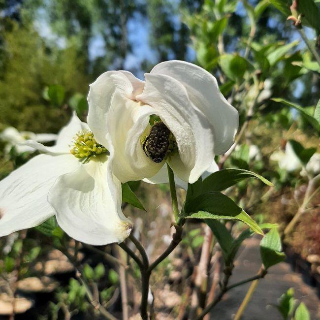 Cornus Florida Cherokee Princess Single Stem - View 10 from www redcrocus com