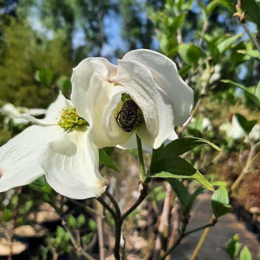 Cornus Florida Cherokee Princess Single Stem - View 10 from www redcrocus com