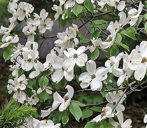 Cornus Florida Cherokee Princess Single Stem - View 11 from www redcrocus com