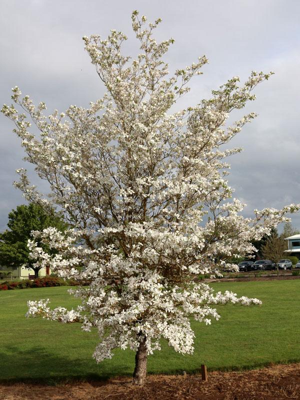 Cornus Florida Cherokee Princess Single Stem - View 12 from www redcrocus com