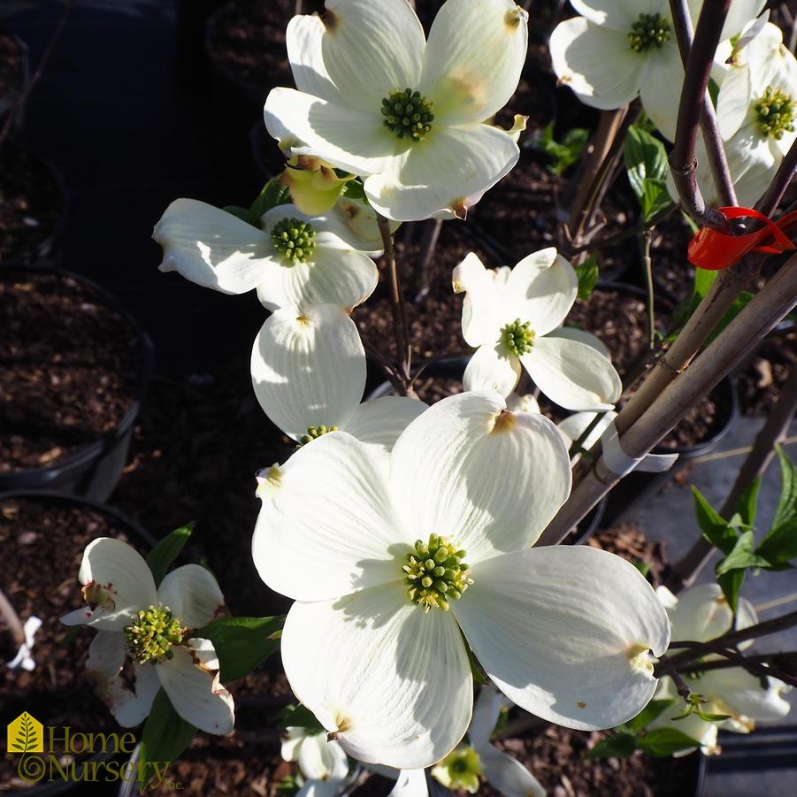 Cornus Florida Cherokee Princess Single Stem - View 1 from www redcrocus com