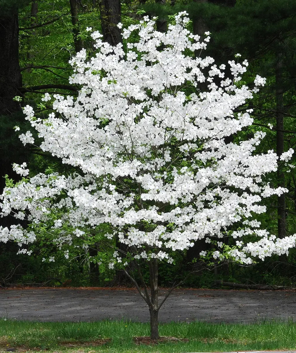 Cornus Florida Cherokee Princess Single Stem - View 2 from www redcrocus com