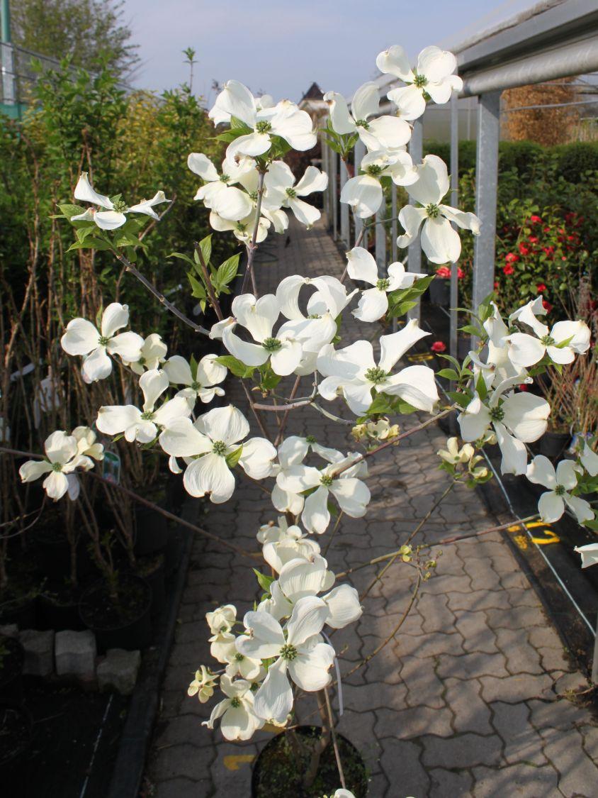 Cornus Florida Cherokee Princess Single Stem - View 3 from www redcrocus com