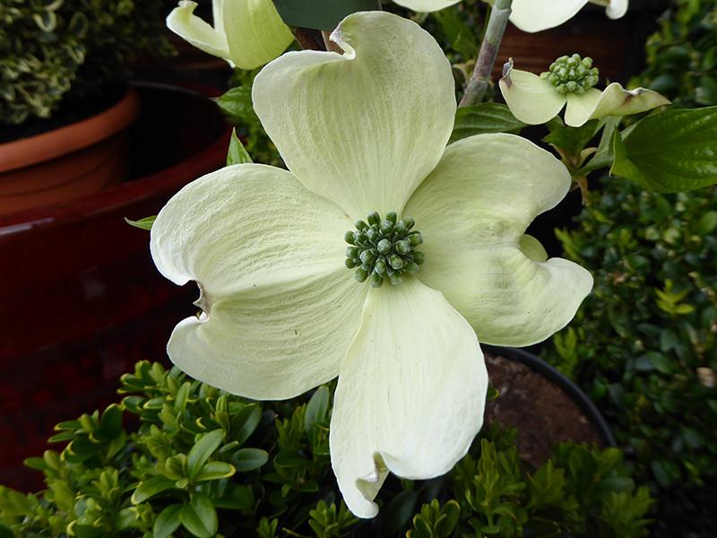 Cornus Florida Cherokee Princess Single Stem - View 4 from www redcrocus com