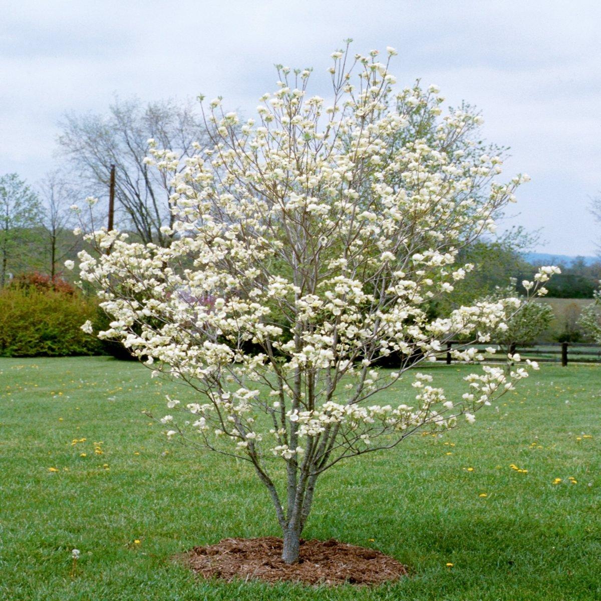 Cornus Florida Cherokee Princess Single Stem - View 5 from www redcrocus com