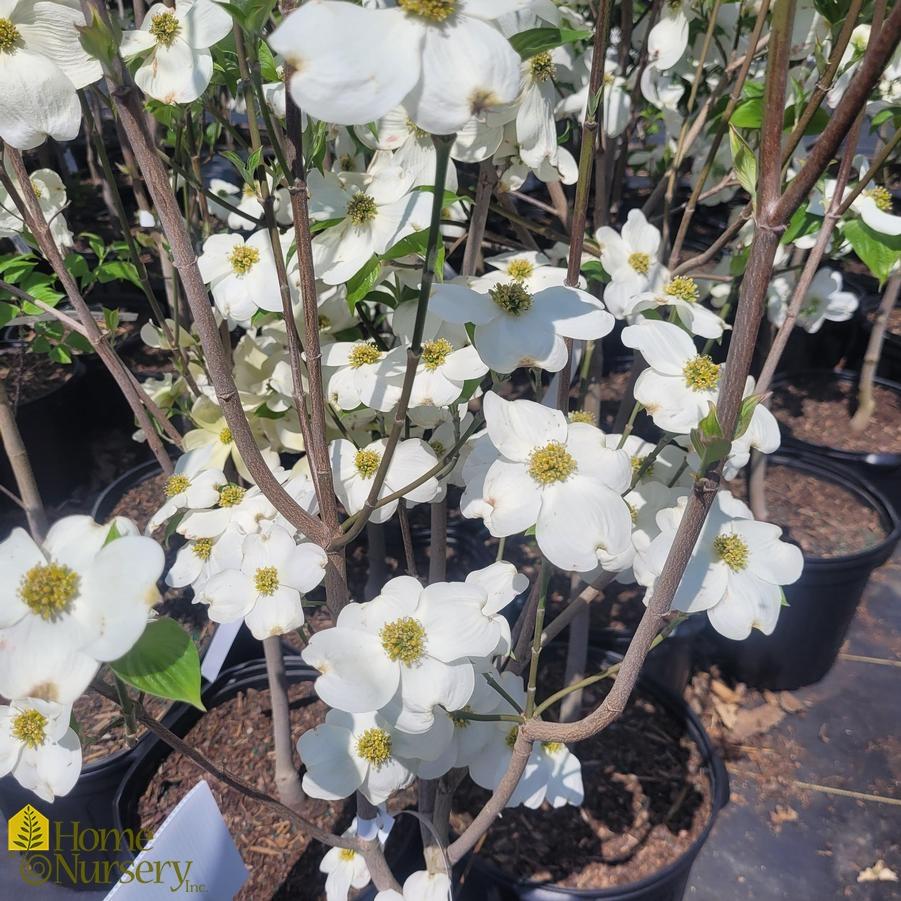 Cornus Florida Cherokee Princess Single Stem - View 6 from www redcrocus com