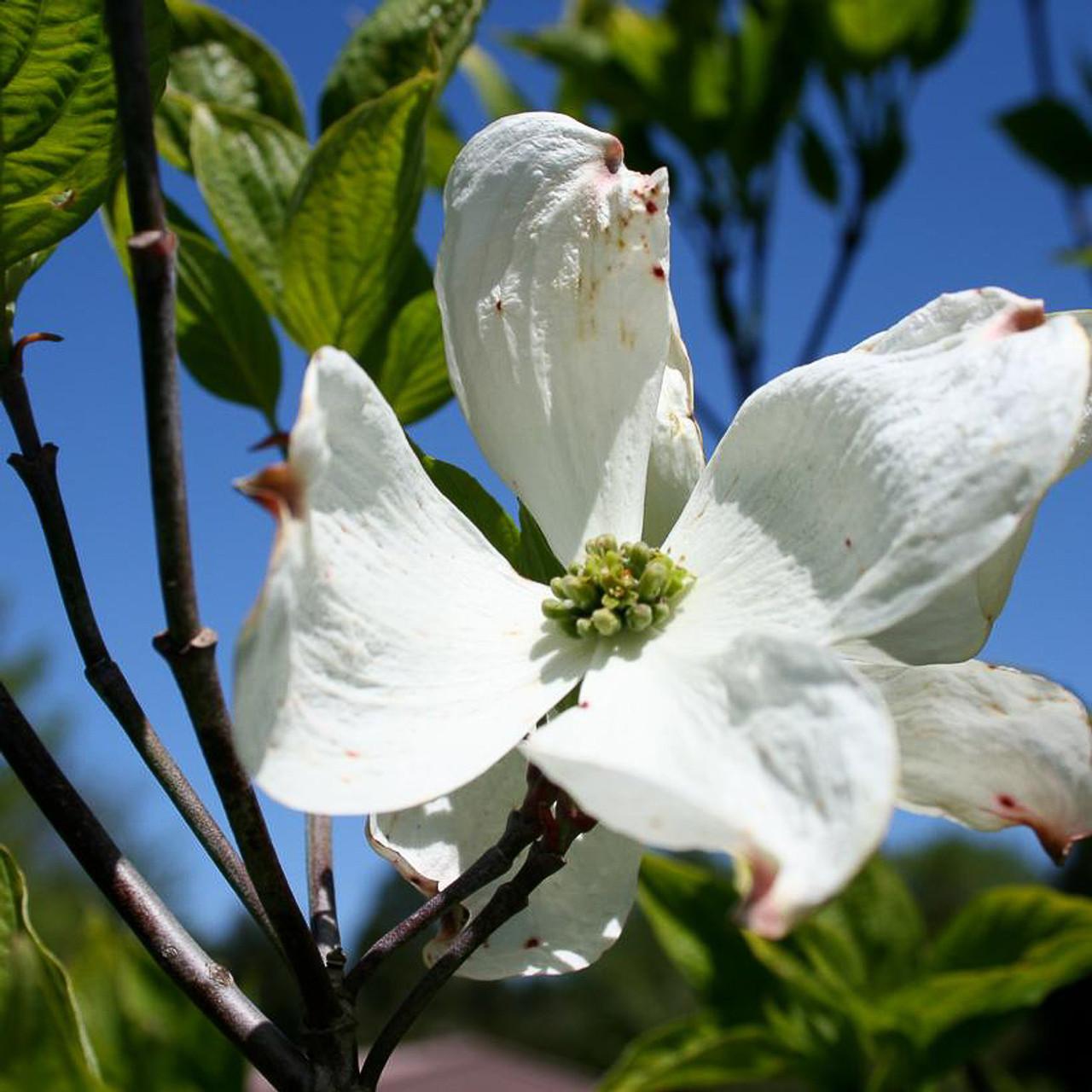 Cornus Florida Cherokee Princess Single Stem - View 7 from www redcrocus com