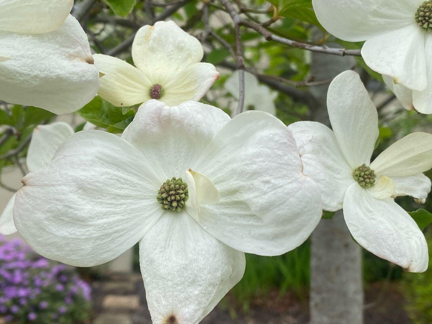 Cornus Florida Cherokee Princess Single Stem - View 8 from www redcrocus com