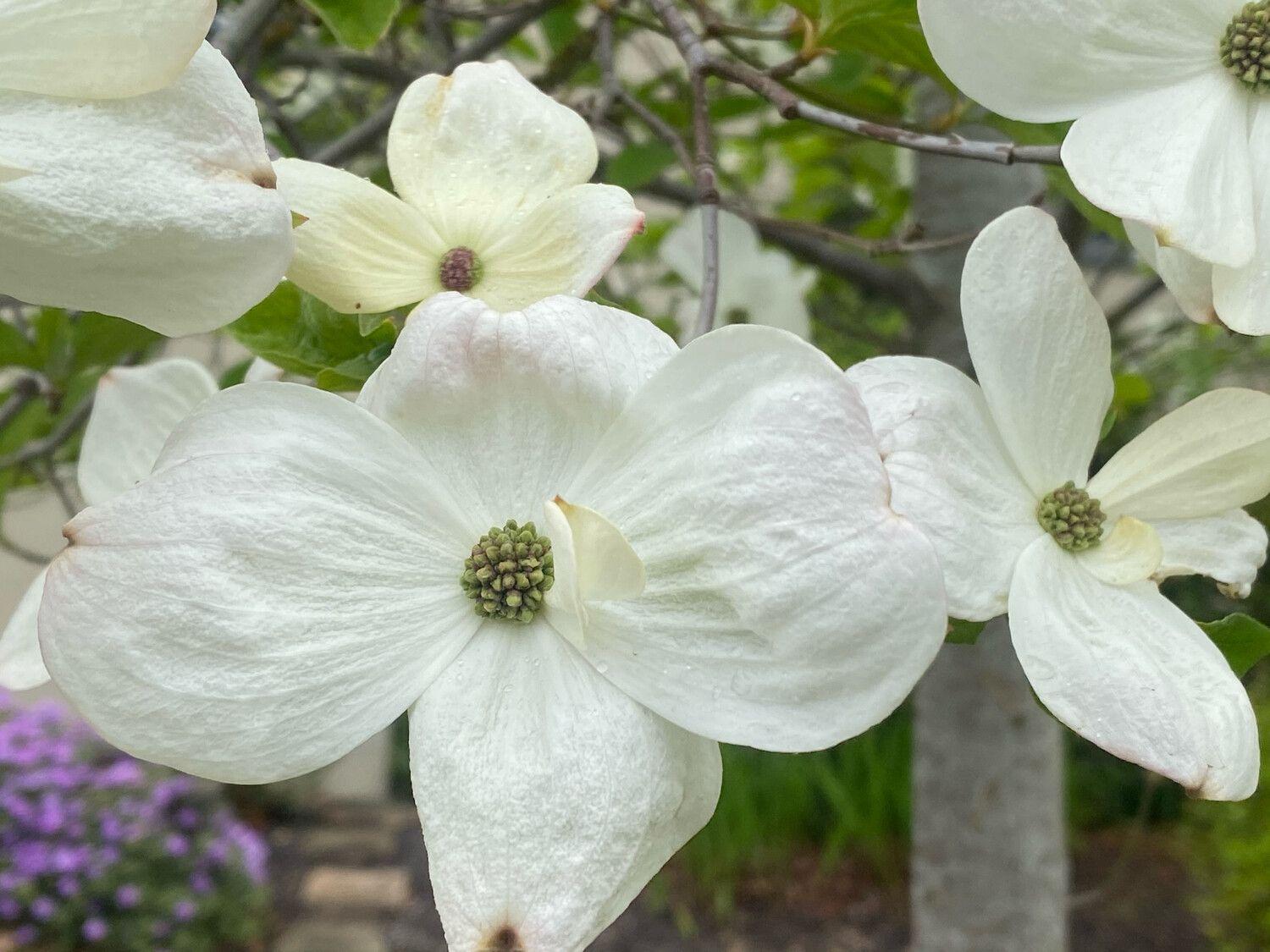 Cornus Florida Cherokee Princess Single Stem - View 8 from www redcrocus com