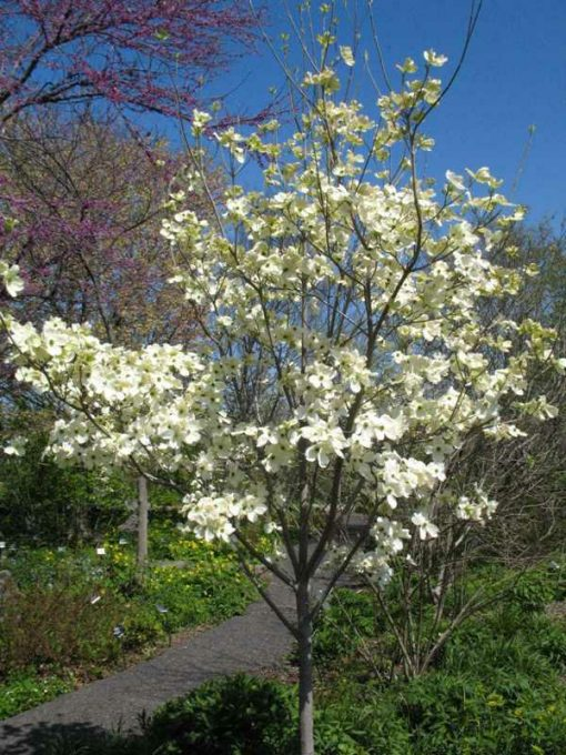 Cornus Florida Cherokee Princess Single Stem - View 8 from www redcrocus com