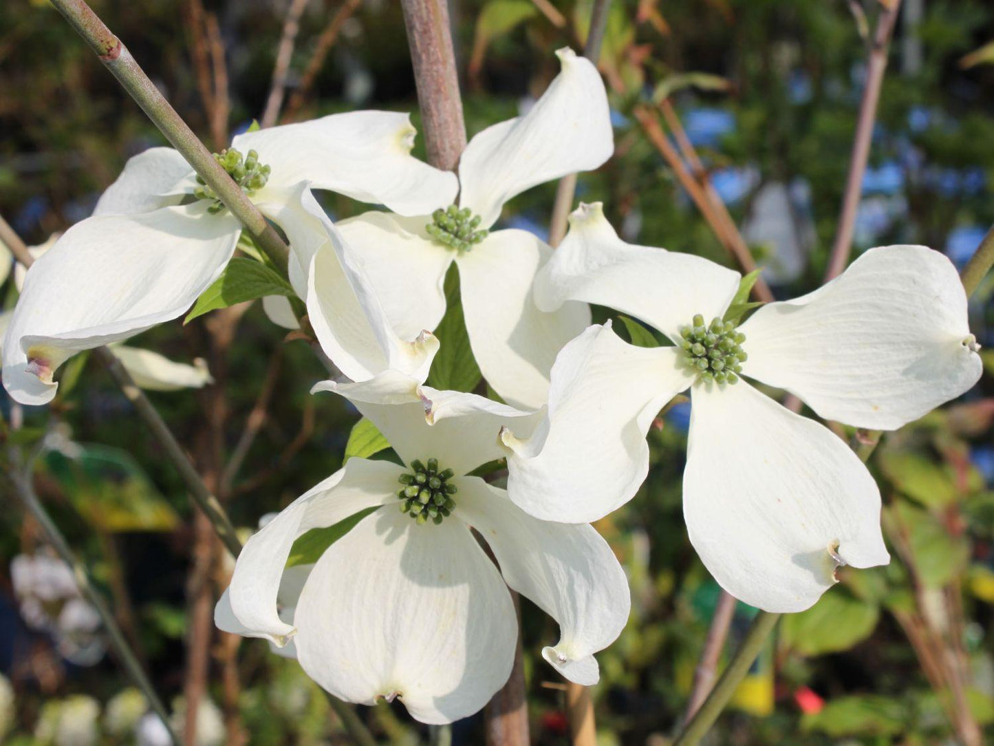 Cornus Florida Cherokee Princess Single Stem - View 9 from www redcrocus com