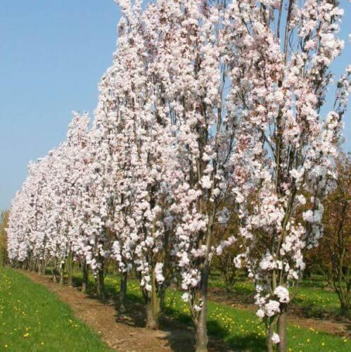 Prunus Serrulata Amanogawa - View 12 from www redcrocus com