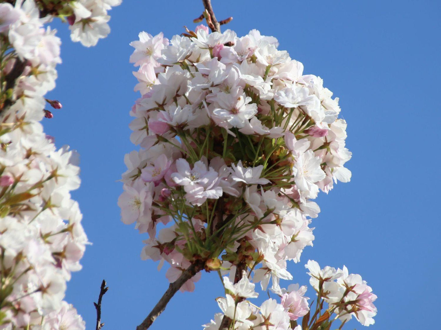 Prunus Serrulata Amanogawa - View 14 from www redcrocus com