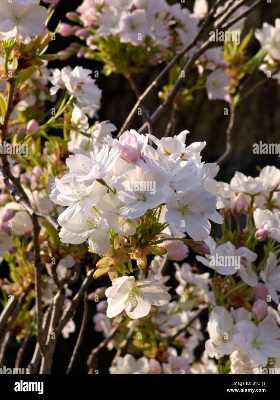 Prunus Serrulata Amanogawa - View 15 from www redcrocus com