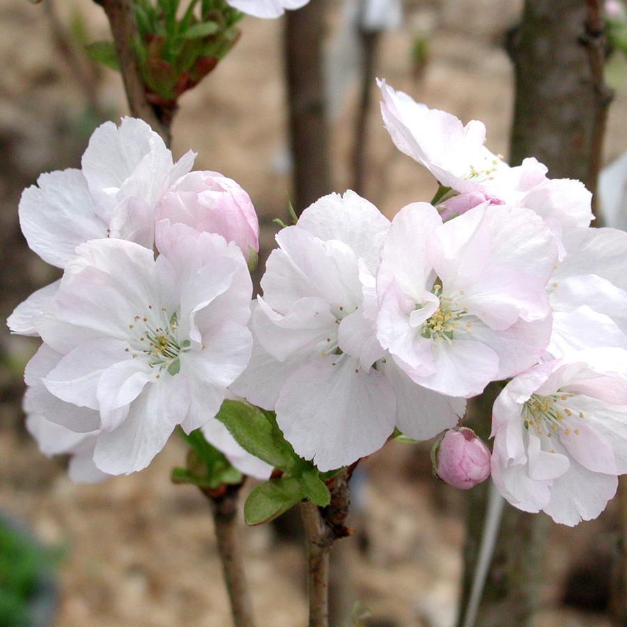 Prunus Serrulata Amanogawa - View 16 from www redcrocus com