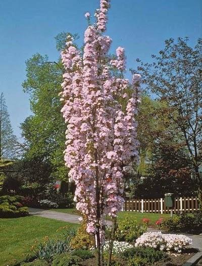 Prunus Serrulata Amanogawa - View 1 from www redcrocus com