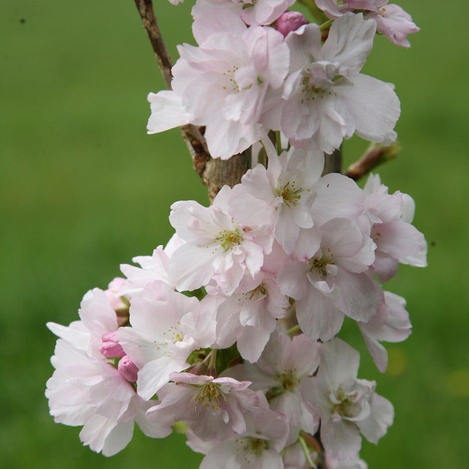 Prunus Serrulata Amanogawa - View 5 from www redcrocus com