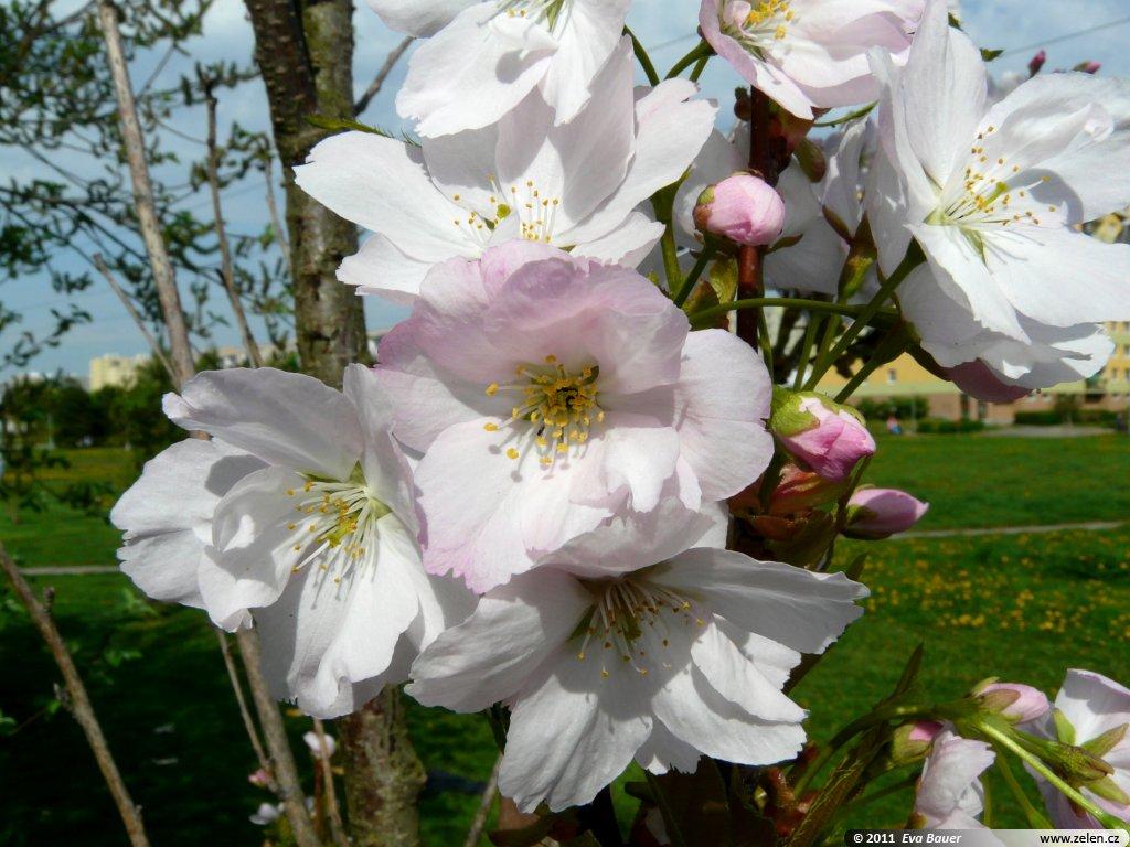 Prunus Serrulata Amanogawa - View 6 from www redcrocus com