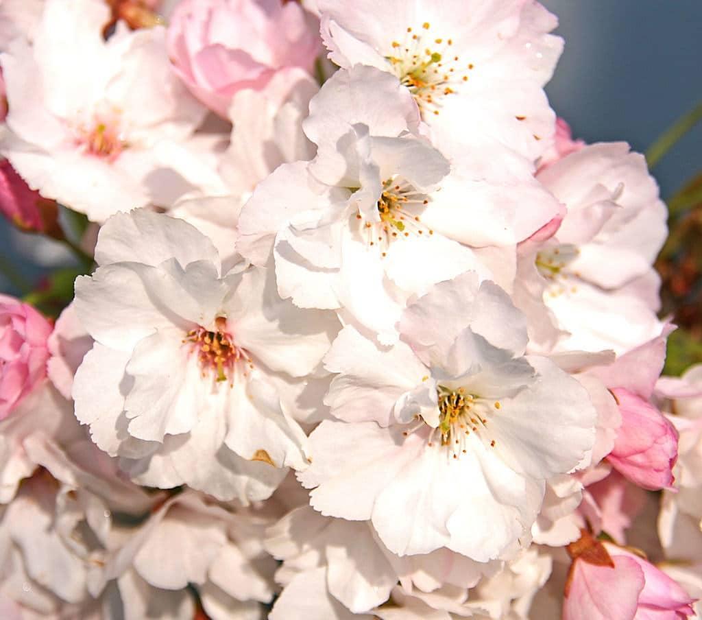 Prunus Serrulata Amanogawa - View 7 from www redcrocus com