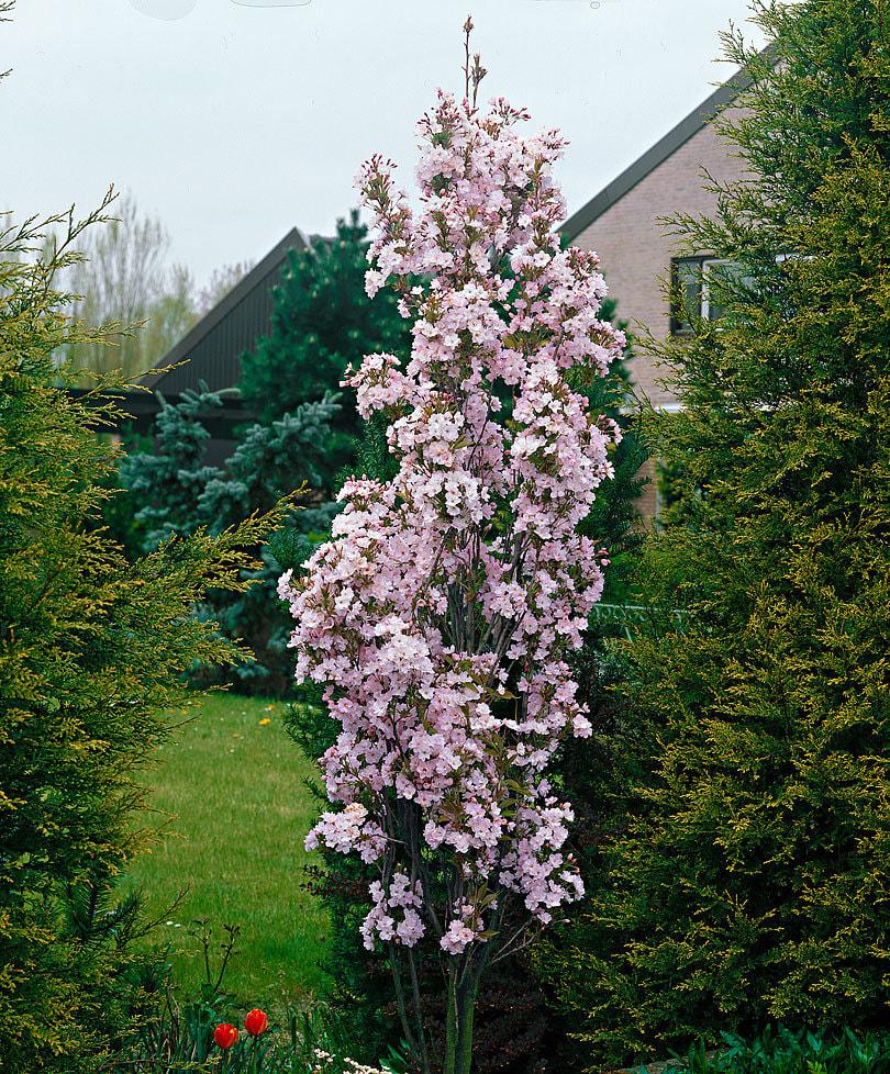 Prunus Serrulata Amanogawa - View 8 from www redcrocus com