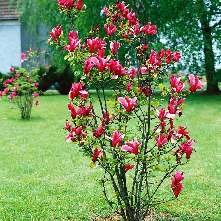 Magnolia Genie Single Stem - View 14 from www redcrocus com
