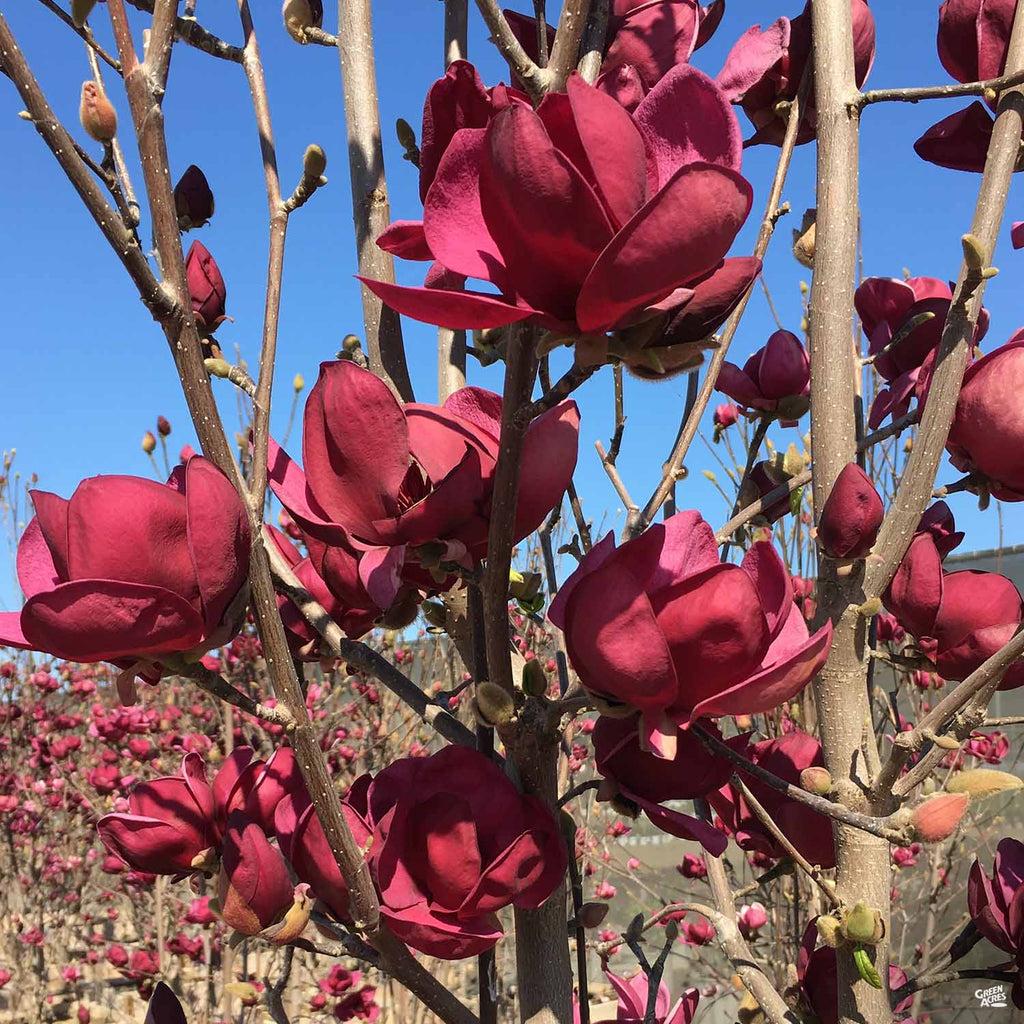 Magnolia Genie Single Stem - View 16 from www redcrocus com