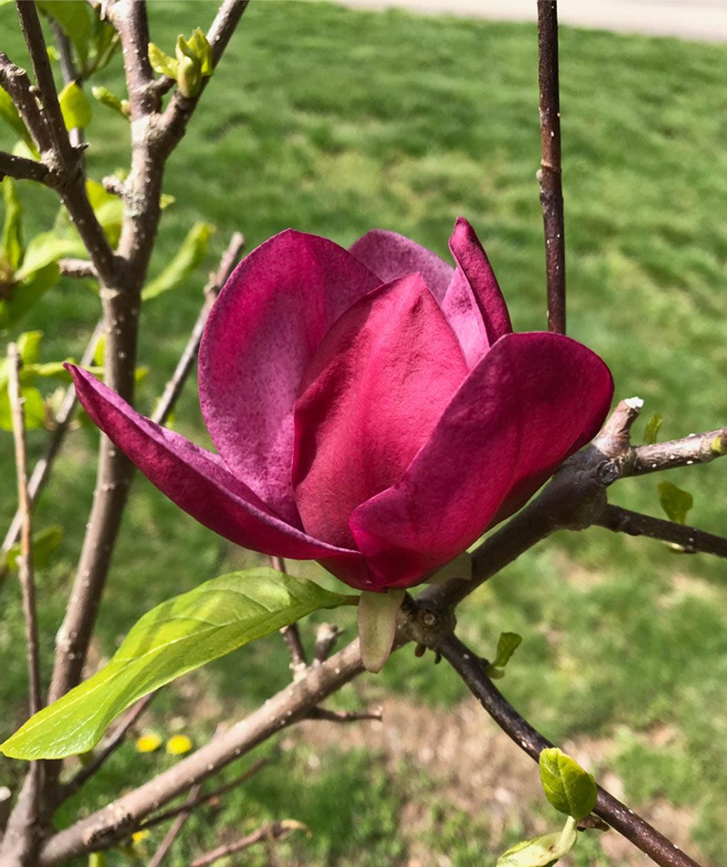 Magnolia Genie Single Stem - View 1 from www redcrocus com