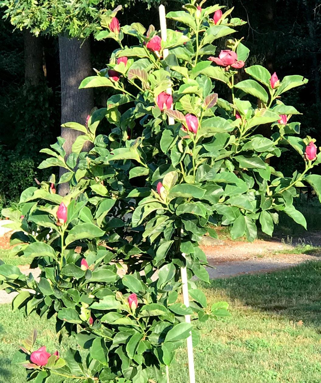 Magnolia Genie Single Stem - View 3 from www redcrocus com