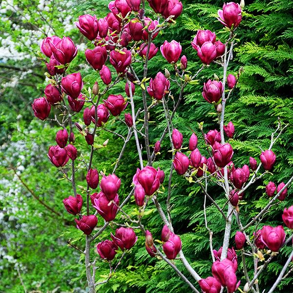 Magnolia Genie Single Stem - View 4 from www redcrocus com