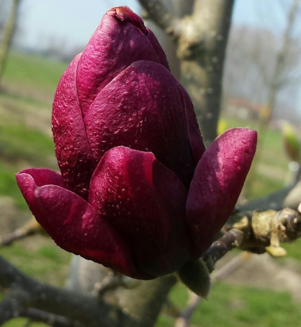 Magnolia Genie Single Stem - View 7 from www redcrocus com