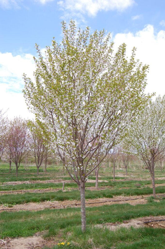 Prunus Serrulata Snow Goose - View 10 from www redcrocus com