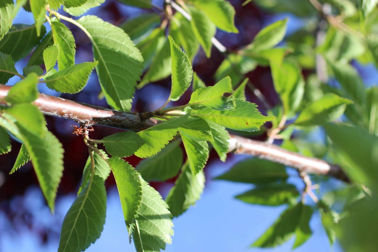 Prunus Serrulata Snow Goose - View 13 from www redcrocus com
