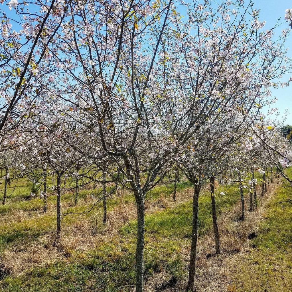 Prunus Serrulata Snow Goose - View 14 from www redcrocus com
