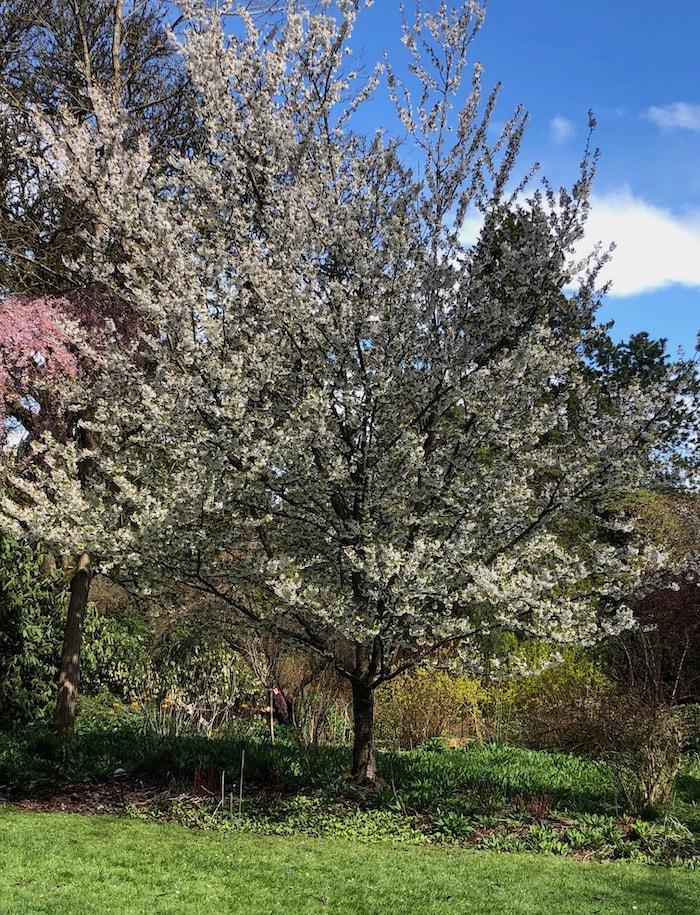 Prunus Serrulata Snow Goose - View 15 from www redcrocus com