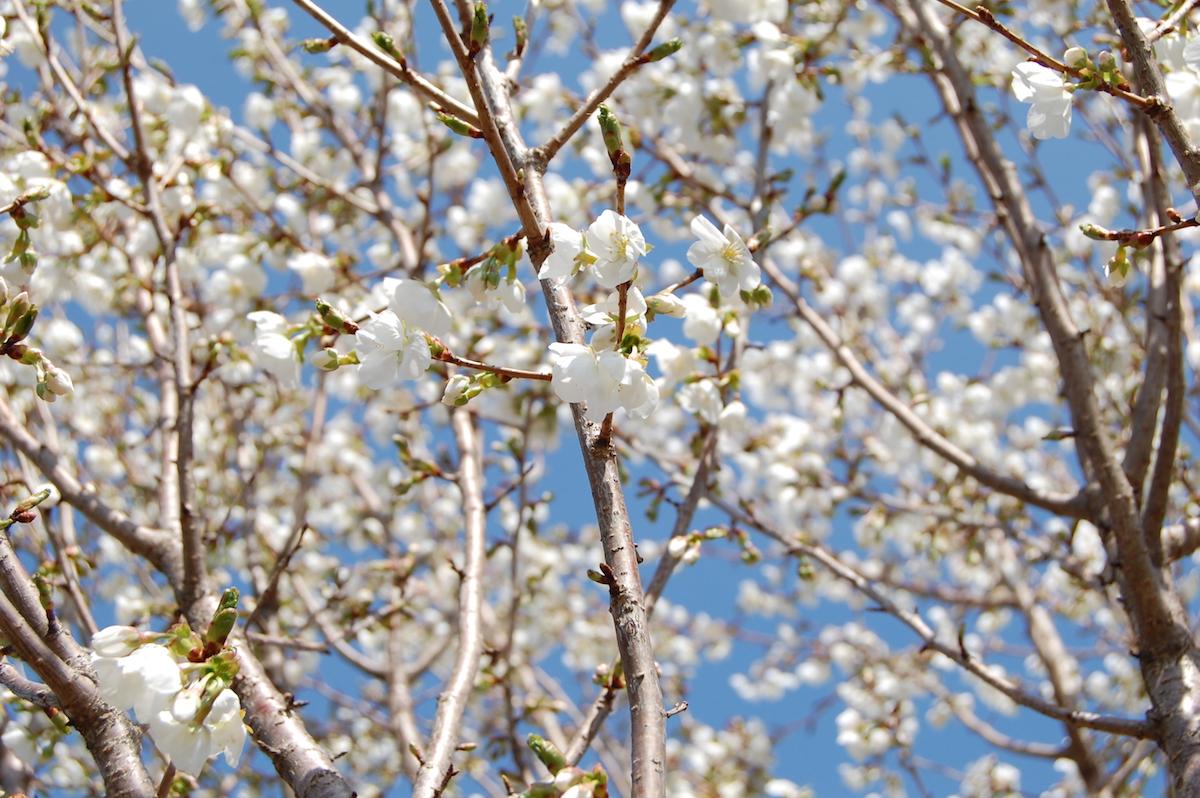 Prunus Serrulata Snow Goose - View 2 from www redcrocus com
